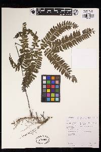 Adiantum tetraphyllum image