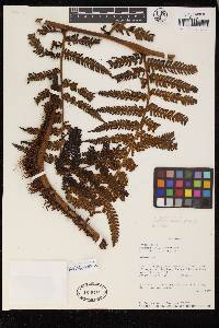 Cyathea pallescens image