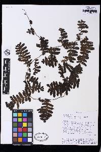 Trichomanes tuerckheimii image