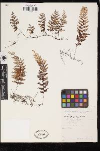 Hymenophyllum fucoïdes image