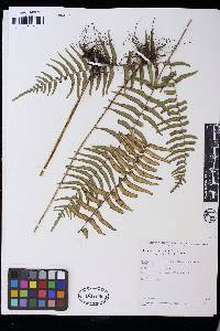 Lindsaea taeniata image