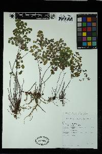 Adiantum poiretii image