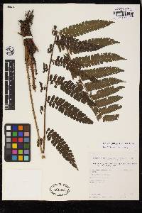 Cyathea pungens image