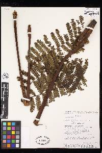 Image of Cyathea punctata