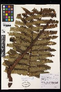 Cyathea lindigii image