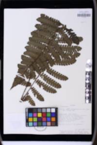 Cyathea phalaenolepis image
