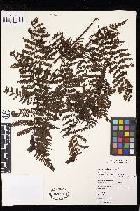 Cyathea microdonta image