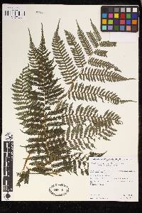 Cyathea squamipes image