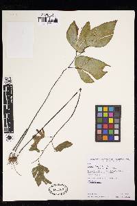 Adiantum obliquum image