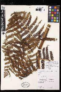 Cyathea austropallescens image