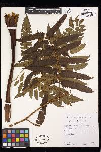 Cyathea subtropica image