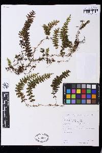 Hymenophyllum interruptum image