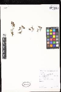 Didymoglossum krausii image