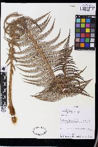 Dicksonia stuebelii image