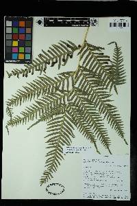 Pteris dentata image