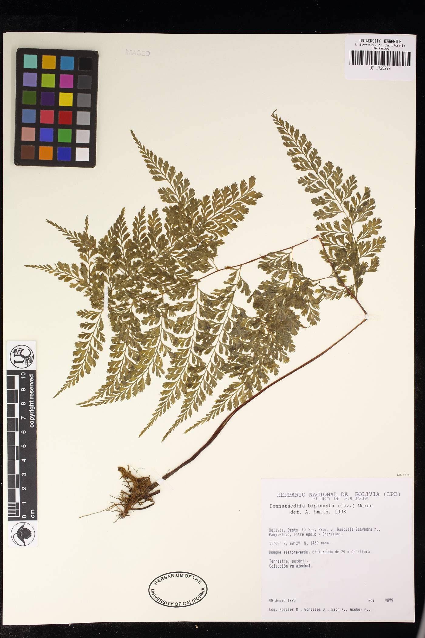 Dennstaedtia bipinnata image