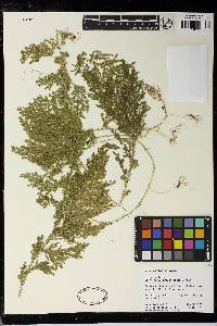 Selaginella conduplicata image