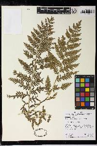 Selaginella exaltata image