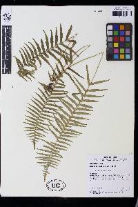 Lindsaea taeniata image