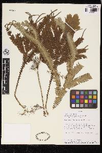 Selaginella speciosa image