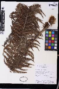 Dicksonia stuebelii image