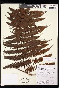 Cyathea traillii image