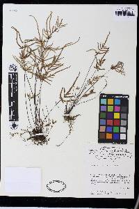 Cheilanthes leonardii image