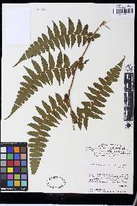 Dennstaedtia arborescens image