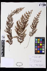 Hymenophyllum lindenii image