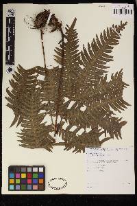 Pteris pungens image