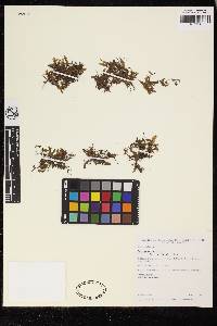 Didymoglossum reptans image