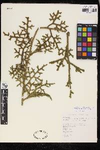 Palhinhaea reflexifolia image
