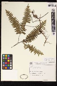 Adiantum curvatum image