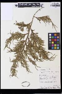 Selaginella lechleri image