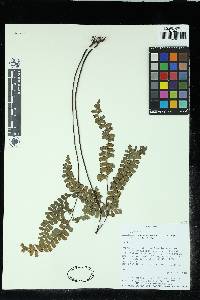 Lindsaea austrosinica image