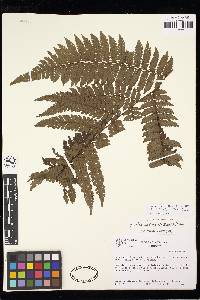 Cyathea lindigii image