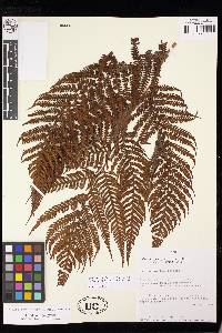 Cyathea poeppigii image