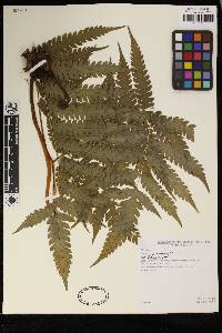 Pteris podophylla image