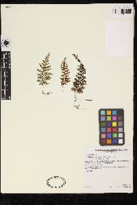 Hymenophyllum fucoïdes image