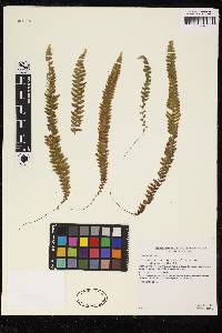 Hymenophyllum verecundum image
