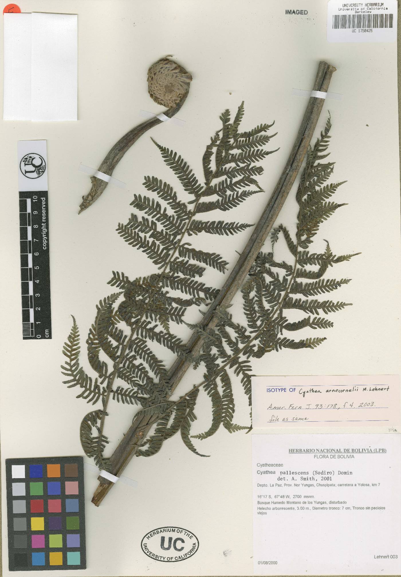 Cyathea arnecornelii image