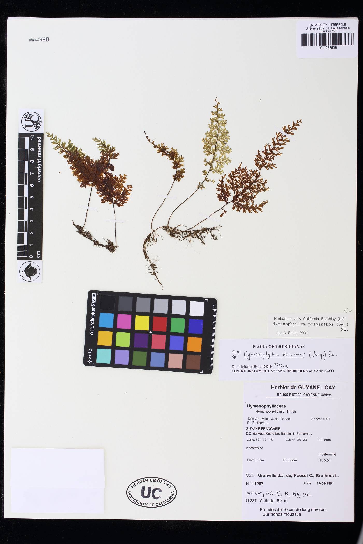 Hymenophyllum polyanthos image