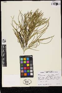 Diphasiastrum thyoides image