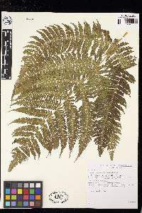 Cyathea conjugata image