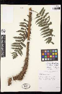 Cyathea austropallescens image