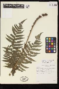 Cyathea herzogii image