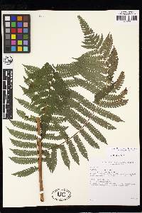 Cyathea lindigii image