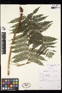 Cyathea lindigii image