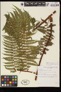 Cyathea microdonta image