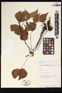 Adiantum anceps image